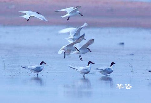 某區(qū)域山水林田湖草生態(tài)保護修復(fù)工程區(qū)生物多樣性調(diào)查方案案例闡述